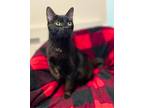 Adopt Addie a Black (Mostly) Domestic Shorthair (short coat) cat in Tipton