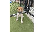 Adopt Trout (Grey) a White Mixed Breed (Large) / Mixed dog in Hutchinson