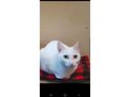 Adopt Oshi a White Turkish Van / Mixed (short coat) cat in Frisco, TX (41226912)