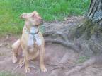 Adopt Nachos Belle Grande a Brown/Chocolate - with White American Pit Bull