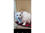Adopt Yoshi a White Turkish Van / Mixed (short coat) cat in Frisco