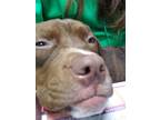 Adopt Stormy a Brown/Chocolate American Staffordshire Terrier / Mixed dog in
