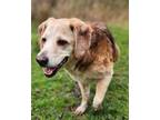 Adopt Vito a Tan/Yellow/Fawn - with White Collie / Beagle / Mixed dog in Cuba