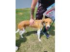 Adopt Penny a Red/Golden/Orange/Chestnut - with White Foxhound / Mixed dog in