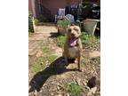Adopt Caramela a Tan/Yellow/Fawn - with White American Pit Bull Terrier / Mixed
