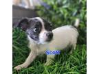 Adopt Scott a Black - with White Cairn Terrier / Terrier (Unknown Type