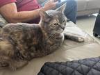 Adopt Tasha (Natasha) a Gray or Blue (Mostly) Tabby / Mixed (medium coat) cat in
