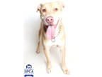 Adopt Rocky a Tan/Yellow/Fawn American Pit Bull Terrier / Mixed dog in Fresno