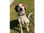 Adopt Polka a Merle Coonhound / Mixed Breed (Medium) / Mixed (short coat) dog in