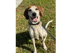 Adopt Polka a Gray/Blue/Silver/Salt & Pepper Coonhound / Mixed dog in Myakka