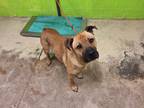 Adopt Eastwood a Brown/Chocolate Mixed Breed (Small) / Mixed Breed (Medium) /
