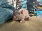 Adopt Ticonderoga a Silver or Gray Rat / Rat / Mixed small animal in Lowell