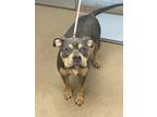 Adopt Houston a Gray/Blue/Silver/Salt & Pepper Mixed Breed (Large) / Mixed dog