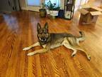 Adopt Hazel a Brown/Chocolate - with White German Shepherd Dog / Mixed dog in