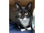 Adopt Pluto a All Black Domestic Shorthair / Mixed Breed (Medium) / Mixed (short