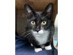 Adopt Pluto a All Black Domestic Shorthair / Domestic Shorthair / Mixed cat in