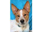 Adopt Reno Lights a Tan/Yellow/Fawn - with White Australian Cattle Dog / Border