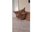 Adopt Genji a Orange or Red Tabby Domestic Shorthair / Mixed (short coat) cat in