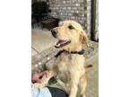 Adopt Daisy a Tan/Yellow/Fawn Labradoodle / Mixed dog in Russellville