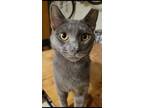 Adopt Toki Wartooth a Gray or Blue Domestic Shorthair / Mixed (short coat) cat