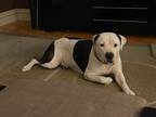 Adopt Evie a White - with Black Staffordshire Bull Terrier / Mixed dog in Saint