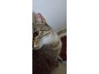 Adopt Tito Tita a Brown Tabby Domestic Longhair / Mixed (medium coat) cat in La