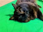Adopt Kash a Black (Mostly) Domestic Longhair / Mixed (long coat) cat in Flat