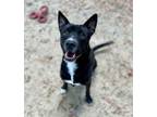 Adopt Kale a Black Carolina Dog / Labrador Retriever / Mixed (short coat) dog in