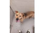 Adopt Piglet a Tan/Yellow/Fawn Mixed Breed (Medium) / Mixed dog in Batavia