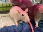 Adopt Rose a White Rat / Rat / Mixed small animal in Lowell, MA (41262270)