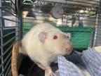 Adopt Bic a Tan or Beige Rat / Rat / Mixed (short coat) small animal in Lowell