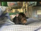 Adopt Sharpie a Black Rat / Rat / Mixed small animal in Lowell, MA (41262267)