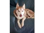 Adopt Kody a Tan/Yellow/Fawn - with White Husky / Mixed dog in Guilford