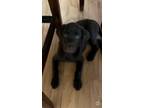 Adopt Daisy a Brown/Chocolate Labrador Retriever / Mixed dog in Sandy Springs