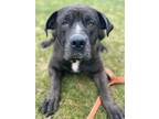 Adopt Rocky a Merle Labrador Retriever / Mastiff / Mixed dog in Stanton