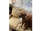 Adopt Blu a Brindle - with White Jack Russell Terrier / American Pit Bull