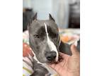 Adopt Izzie a Gray/Blue/Silver/Salt & Pepper American Pit Bull Terrier / Mixed