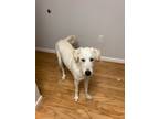 Adopt Archie a White Labrador Retriever / Mixed dog in Sandy Springs