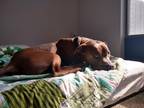 Adopt Ben a Brown/Chocolate American Staffordshire Terrier / Mixed dog in