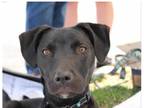 Adopt Coal ***RESCUE CENTER*** a Black - with White Pit Bull Terrier / Labrador