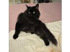 Adopt Blacky a Persian cat in Annapolis, MD (41262034)