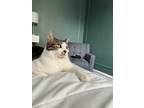Adopt Benji a Brown Tabby Domestic Shorthair / Mixed (short coat) cat in New