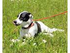 Adopt KATIE a Labrador Retriever / Great Dane / Mixed dog in Norwich