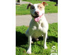 Adopt Rascal a White American Pit Bull Terrier / Mixed Breed (Medium) / Mixed