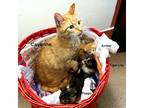 Adopt Amber a Orange or Red Domestic Mediumhair / Domestic Shorthair / Mixed cat