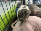 Adopt Blanche a Black Rat / Rat / Mixed small animal in Lowell, MA (41262111)