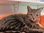 Adopt Stark (Merritt Island Adoption Center) a Gray or Blue Domestic Shorthair /