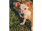 Adopt Miguel a White Australian Cattle Dog / Mixed Breed (Medium) / Mixed (short