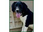 Adopt Bauer a Black Beagle / Hound (Unknown Type) / Mixed dog in Batavia