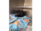 Adopt Mustard a All Black Domestic Shorthair / Domestic Shorthair / Mixed cat in